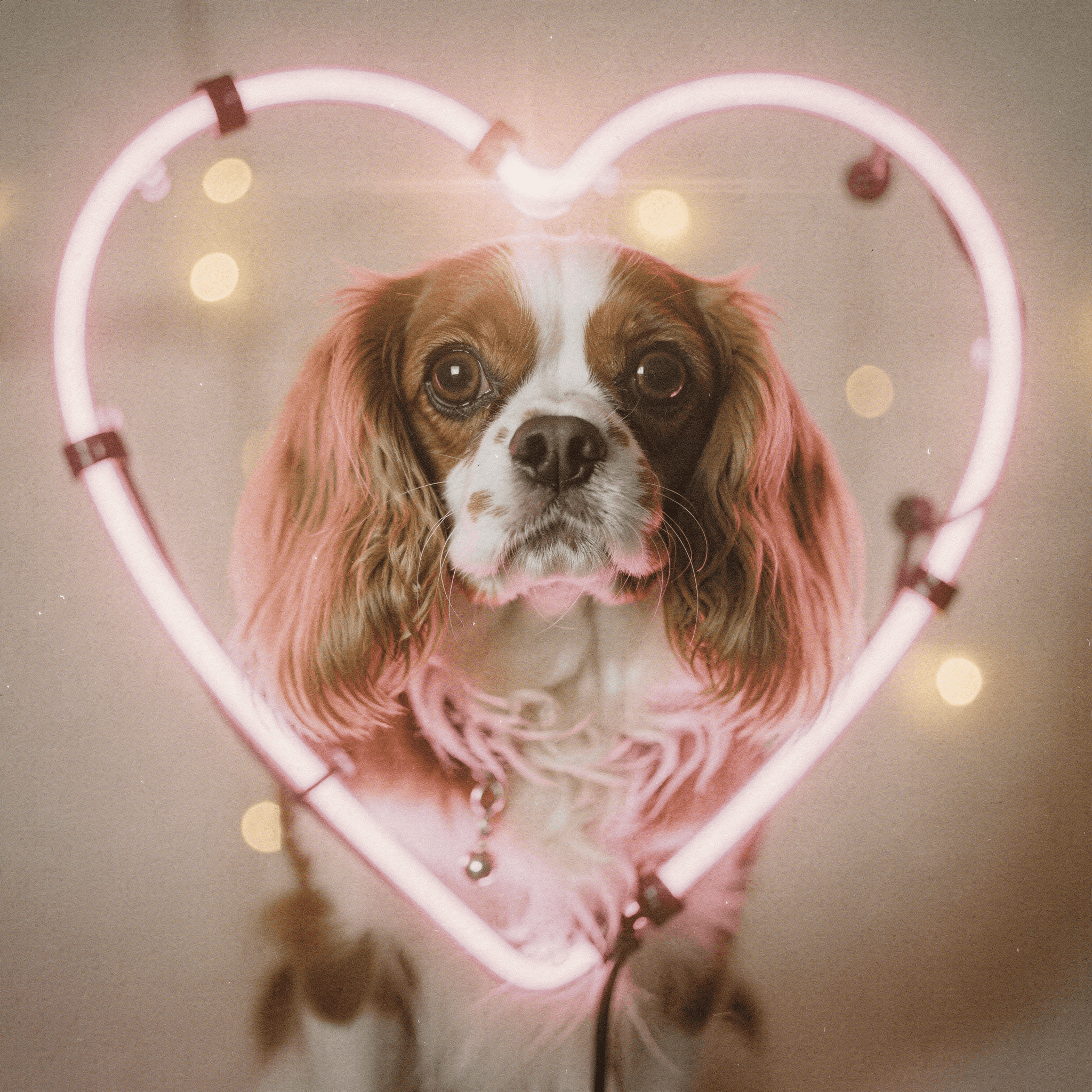 PupBooth pet portrait