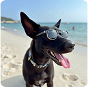 A happy dog at the beach wearing sunglasses