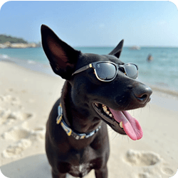 A happy dog at the beach wearing sunglasses